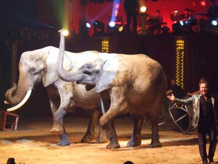 Spectacle_elephant_1.JPG
